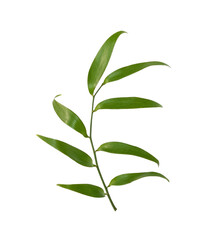 Twig of italian ruscus (DANAE RACEMOSA) with green leaves isolated on white or transparent background