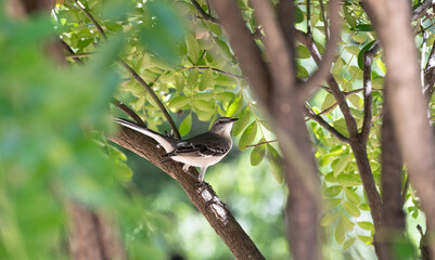 White wagtail sitting in dappled sunshine and framed by tree branches