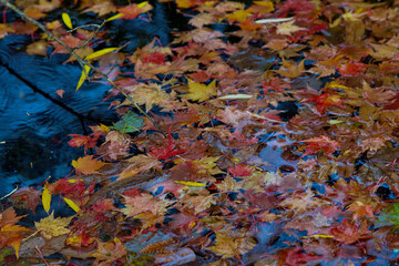 Autumn-colored fallen Japanese maple leaves floating in a stream of water