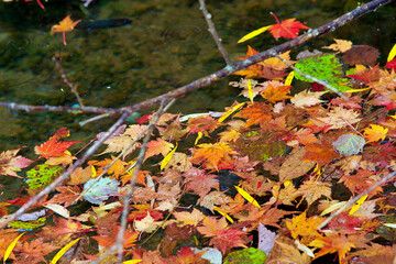 Autumn-colored fallen Japanese maple leaves floating in a stream of water