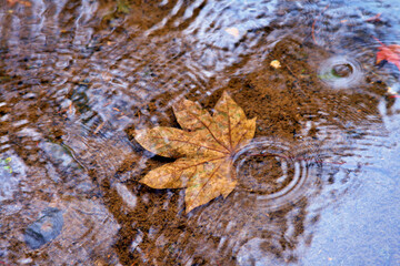 Autumn-colored fallen Japanese maple leaves floating in a stream of water