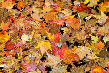 Idyllic landscape of Myojin pond at Hotaka Rear shrine in Kamikochi, Nagano, Japan (Japanese language meaning 