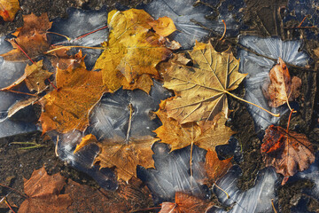 Maple leaves on the ground on a cold autumn morning