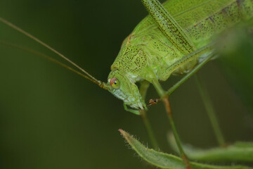 Closeup on the head of a green sickle-bearing bush-cricket , Phaneroptera falcata sitting on twig