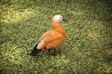 A red ogre walks in a park on a green lawn.