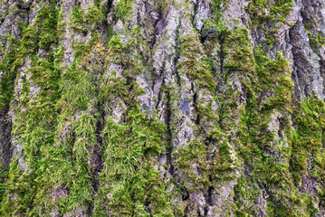 tree bark texture background with moss close up