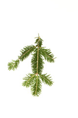 Spruce branch isolated on white background. High resolution photo.