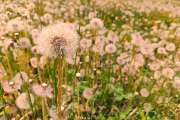 Fluffy texture of  summer meadow dandelion flowers