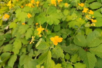 Twig of blooming greater celandine with yellow flowers on background of wild vegetation