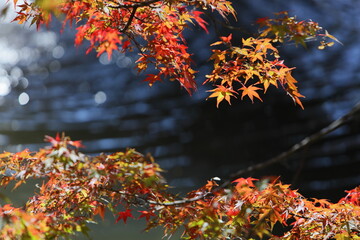 池のほとりのカエデの紅葉