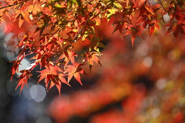 かえでの紅葉のクローズアップ