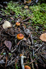 Amanita muscaria, fly agaric in the forest