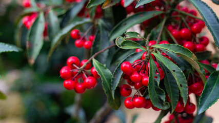 red berries of a cherry