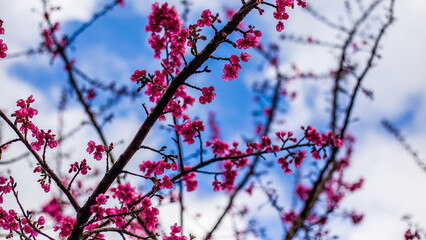 branches of a tree against the sky