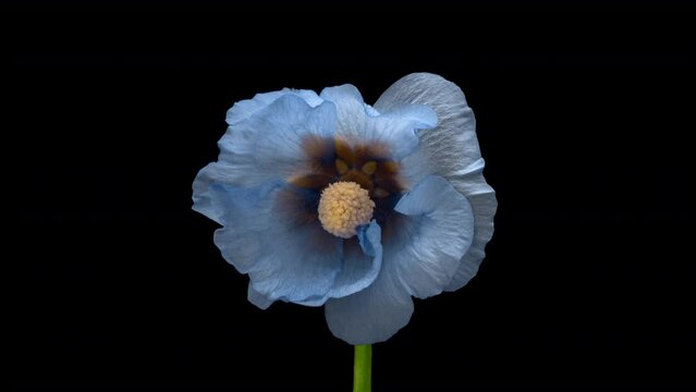 Amazing blue mallow flower isolated on black background. Close-up. UV, fluorescent and neon light
