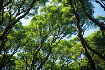 Obraz premium Looking Up At Green Tree Tops In Italy. Сoncept Nature's Serenity, Italian Tree Canopy, Beauty From Below, Enchanted By Green, Marvels Of Italian Forests