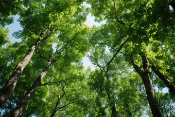 Fototapeta na wymiar Looking Up At Green Tree Tops In Italy