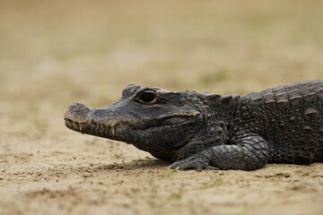 The dwarf crocodile (Osteolaemus tetraspis), also known as the African dwarf crocodile, broad-snouted crocodile (a name more often used for the Asian mugger crocodile) or bony crocodile