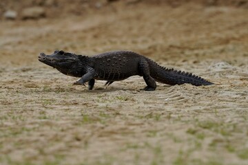 The dwarf crocodile (Osteolaemus tetraspis), also known as the African dwarf crocodile,...