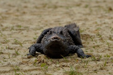 The dwarf crocodile (Osteolaemus tetraspis), also known as the African dwarf crocodile,...