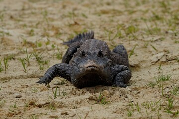 The dwarf crocodile (Osteolaemus tetraspis), also known as the African dwarf crocodile,...