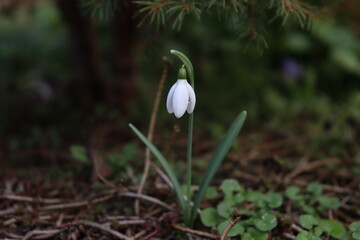 Single isolated snowdrop or Galanthus Nivalis flower