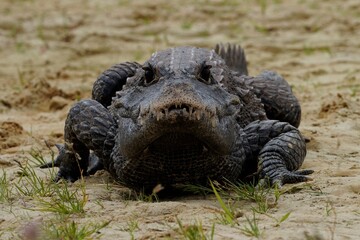 The dwarf crocodile (Osteolaemus tetraspis), also known as the African dwarf crocodile,...