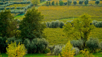 I vitigni della valle di Mezzane di Sotto in autunno , provincia di Verona. Veneto, Italia