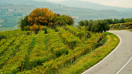 I vitigni della valle di Mezzane di Sotto in autunno , provincia di Verona. Veneto, Italia - obrazy, fototapety, plakaty