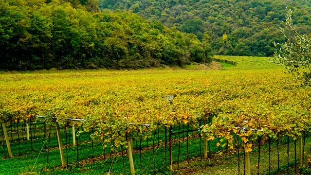 I vitigni della valle di Mezzane di Sotto in autunno , provincia di Verona. Veneto, Italia