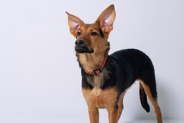 Naklejka na ściany i meble Portrait of a young brown mongrel domestic dog with big ears standing and looking behind the camera, white background, isolate, paste text, copy space