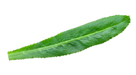 Coriander leaves or Eryngium foetidum transparent png