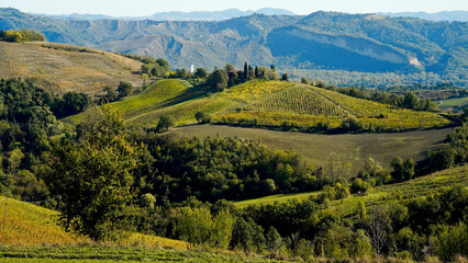 Foliage d'autunno nei vitigni delle colline bolognesi. Bologna, Emilia Romagna. Italia