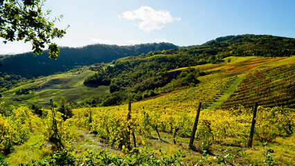 Foliage d'autunno nei vitigni delle colline bolognesi. Bologna, Emilia Romagna. Italia