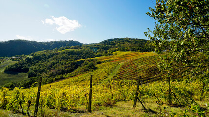 Foliage d'autunno nei vitigni delle colline bolognesi. Bologna, Emilia Romagna. Italia