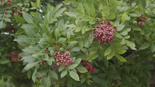 Pink pepper growing on the Brazilian pepper tree - Schinus terebinthifolius, aroeira plant. 