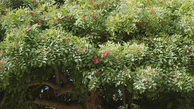 Pink pepper growing on the Brazilian pepper tree - Schinus terebinthifolius, aroeira plant. 