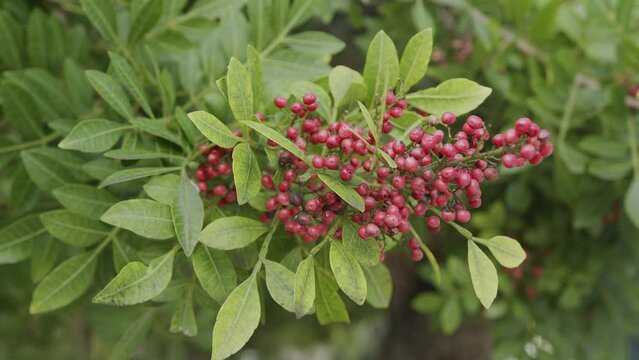 Pink pepper growing on the Brazilian pepper tree - Schinus terebinthifolius, aroeira plant. 