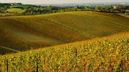 Foliage d'autunno nei vitigni delle colline bolognesi. Bologna, Emilia Romagna. Italia