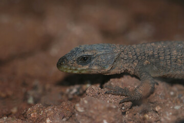 Closeup on the Rhodesian or Zimbabwean girdled lizard , Cordylus rhodesianus in a terrarium