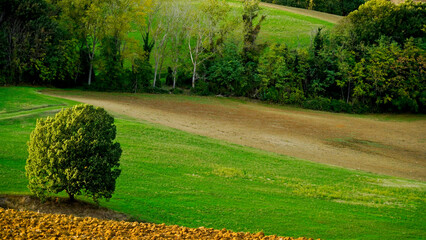 Foliage d'autunno nei vitigni delle colline bolognesi. Bologna, Emilia Romagna. Italia