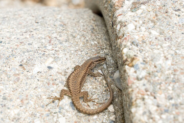 An Italian common lizard bathed in the sunshine