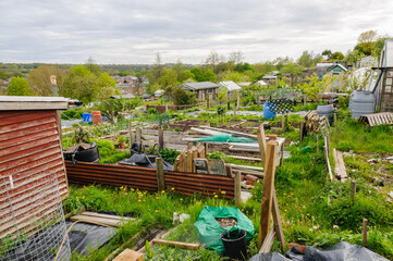 Allotments in a town in England