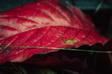 red leaf with water drops