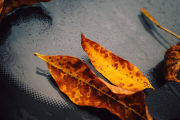 autumn leaf on black background