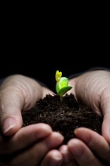 4K Image: Close-Up of New Plant Held in Hand with Soil
