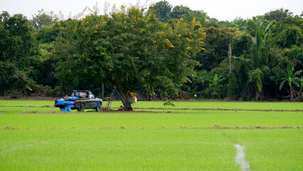 Farmer's truck transports fertilizer to rice fields