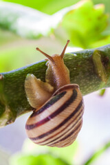 Snail on a green leaf during the monsoons on a green leaf during the monsoonsin garden. Burgundy snail, edible snail or escargot, is a species of large, edible, air-breathing land snail