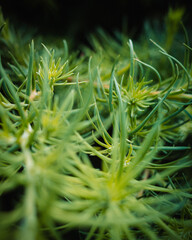 close up of green grass