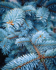 background of fir branches